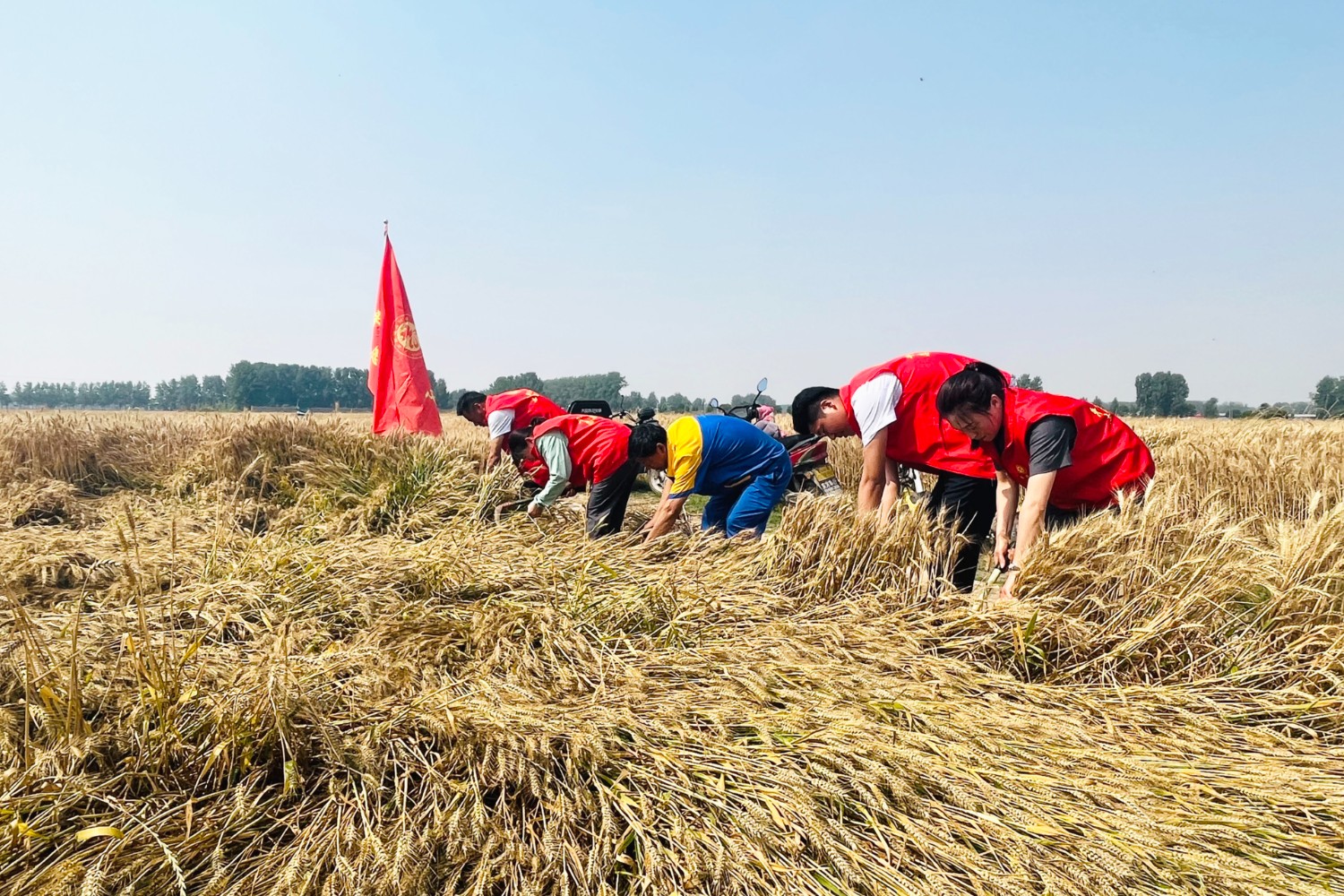 5月25日平輿服務(wù)區(qū)針對周邊農(nóng)戶機(jī)收作業(yè)難以覆蓋的倒伏小麥采取鐮割方式,組織開展“三夏幫扶”活動(dòng)。(拍攝者2:吳向前 18836063739).jpg